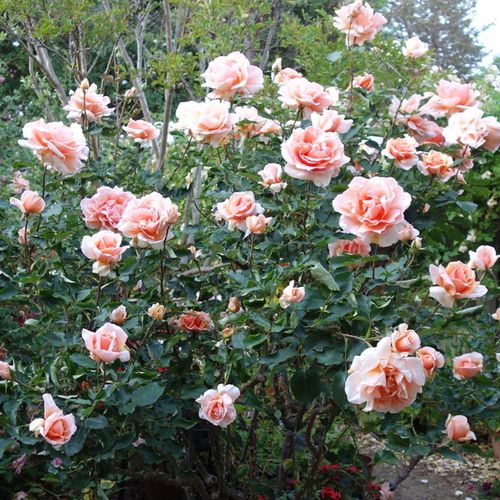 Oranžová - Stromkové růže s květmi čajohybridů - stromková růže s rovnými stonky v koruně
